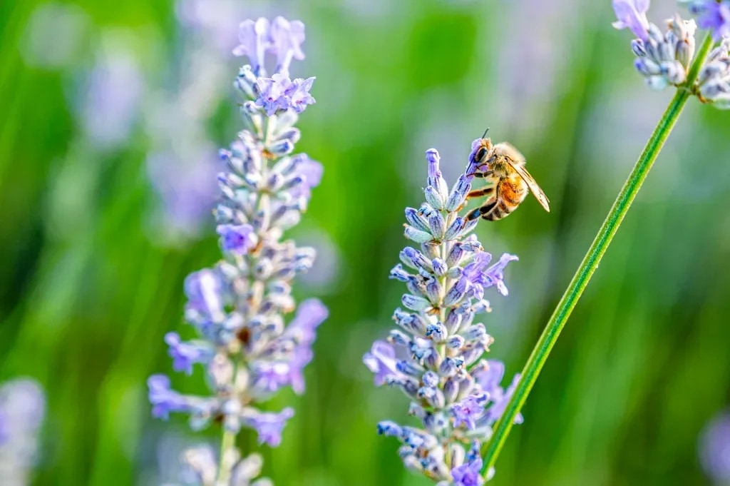 A honey bee gathering nectar from lavender blooms in Napa Valley, California