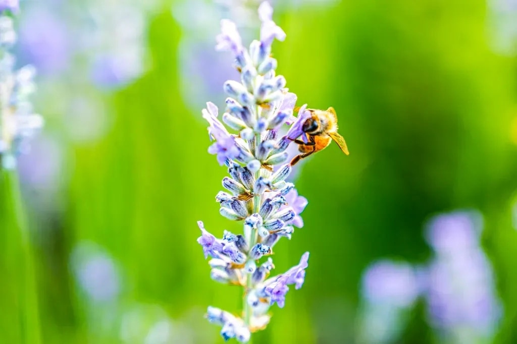 A macro view of a honey bee amid purple lavender in Napa Valley, California