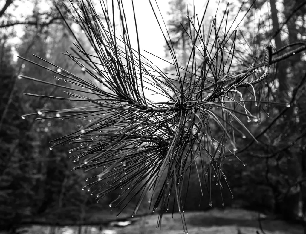 Close-up of a rain-soaked pine bough, water drops hanging from every needle, Yosemite, black and white