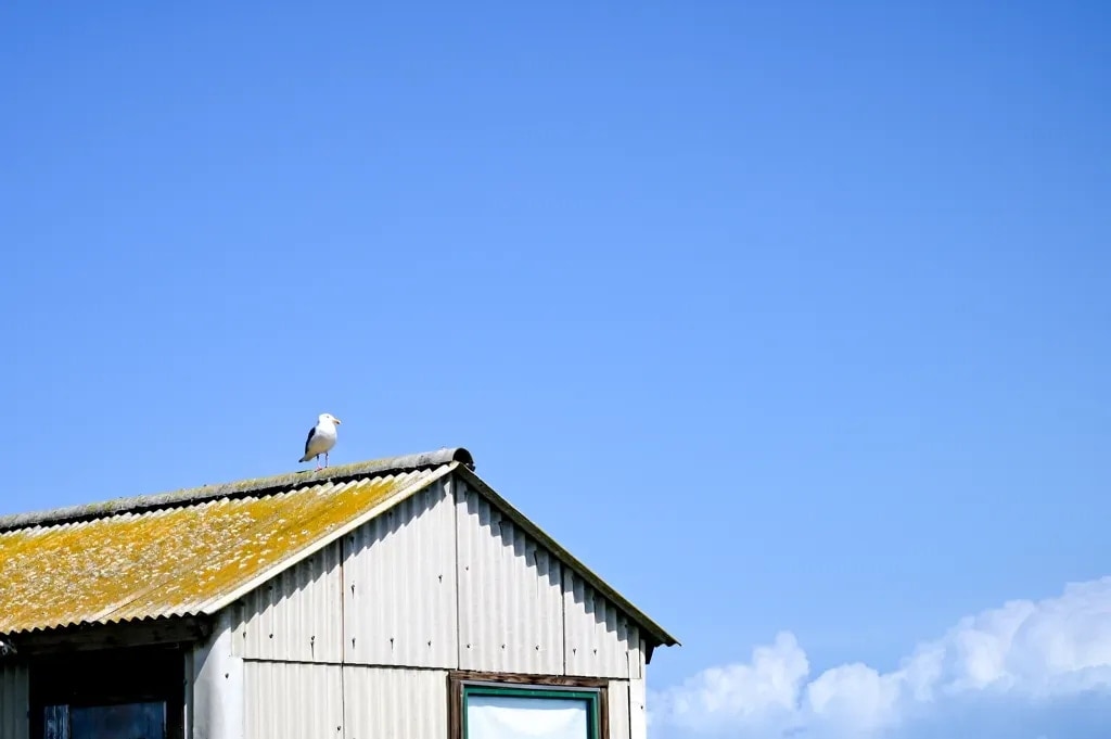 A solitary seagull perched on a rooftop along the Monterey coast, California