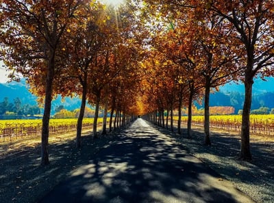 Golden autumn trees arching over a country road in St. Helena, Napa Valley