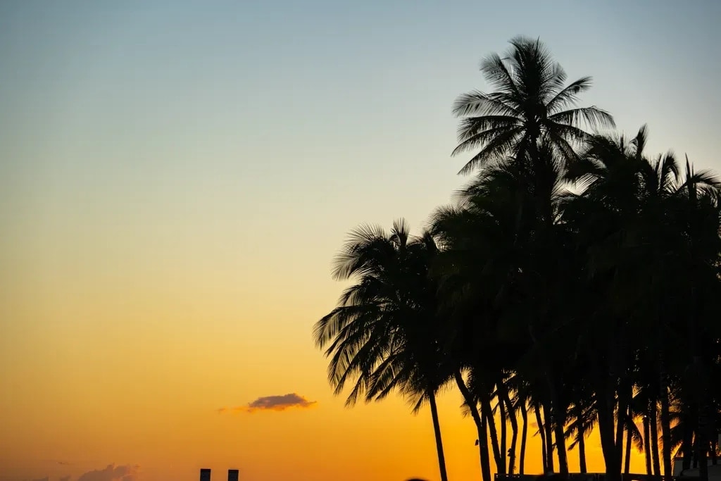 Palm trees silhouetted against an orange-to-blue sunset sky, Waikiki, Hawaii