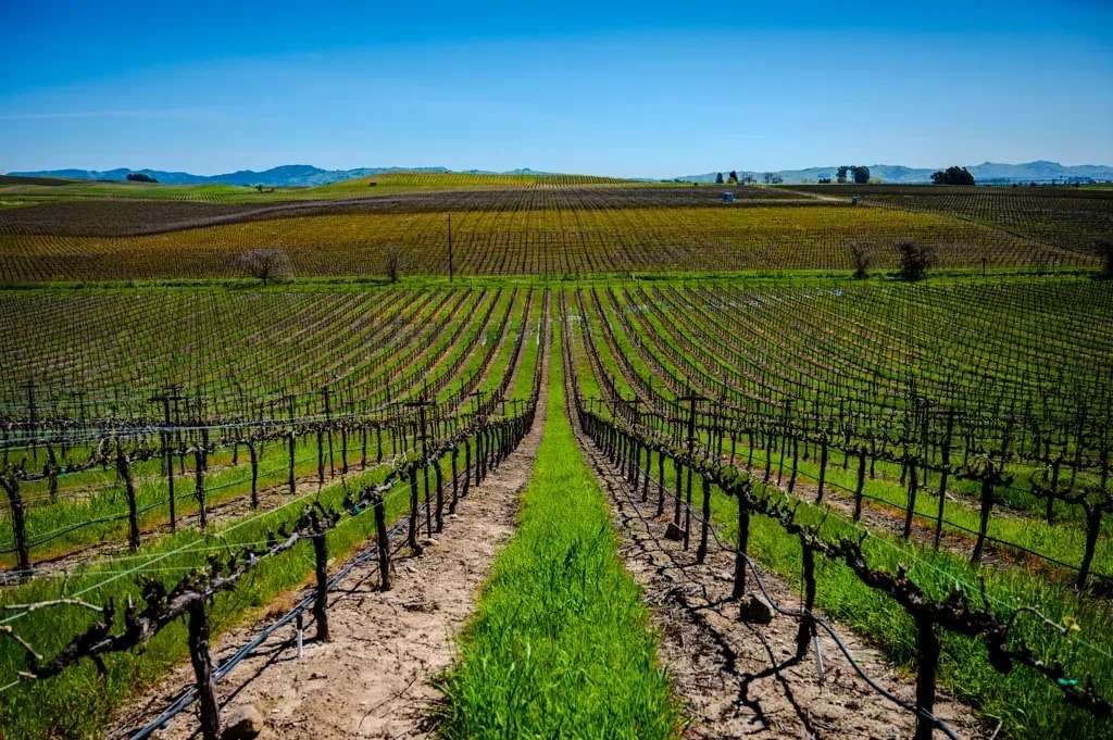 Neat rows of spring vines stretching toward the hills in Carneros, Sonoma, California
