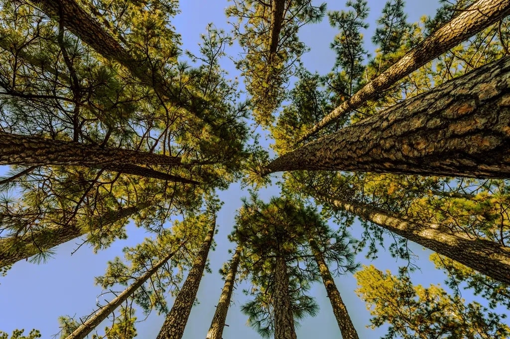 Looking up at tall pine trunks converging against a blue sky, Oregon