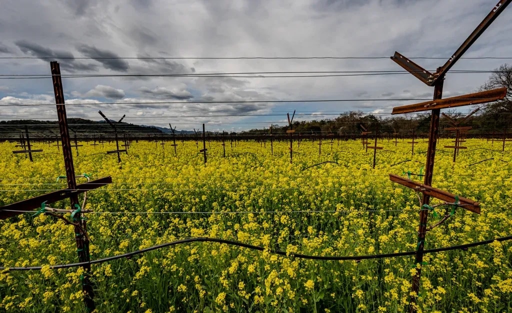 Wild mustard flowers blooming gold between dormant vineyard rows, Napa Valley