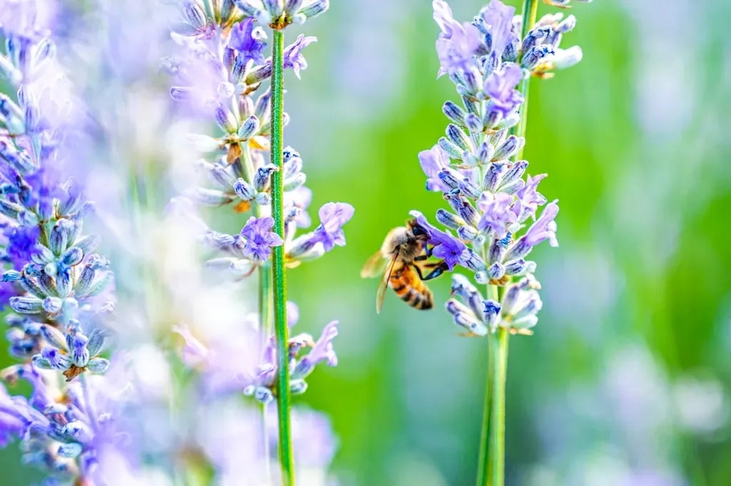 A honey bee harvesting nectar from lavender in Napa Valley, California