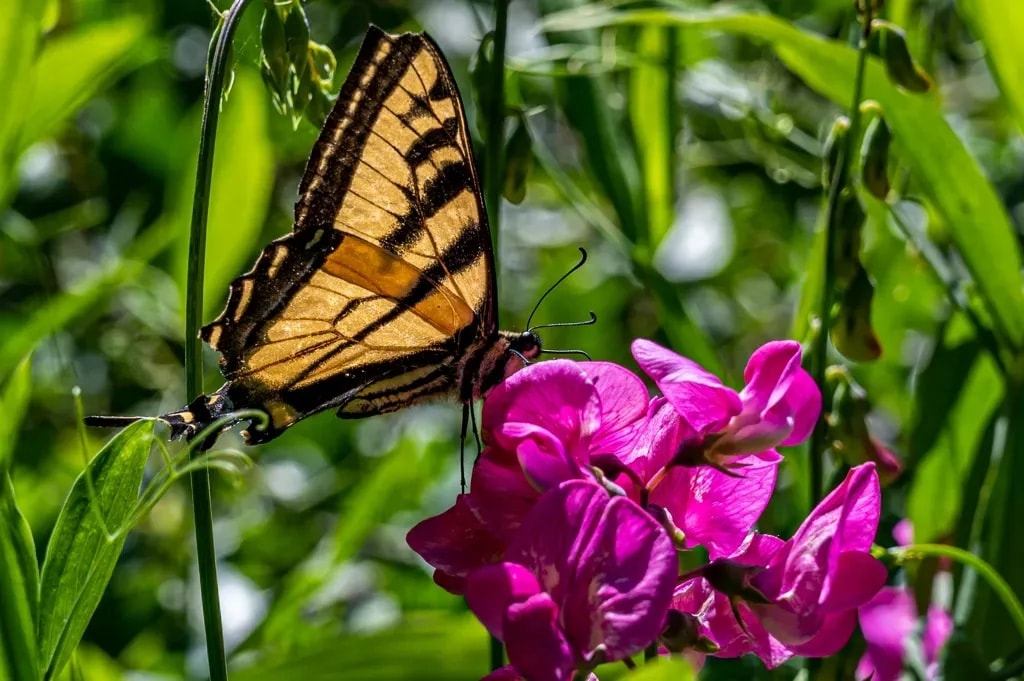 A swallowtail butterfly on a cluster of pink blossoms in Napa Valley, California
