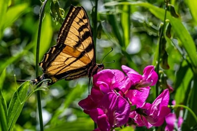 A swallowtail butterfly on a cluster of pink blossoms in Napa Valley, California