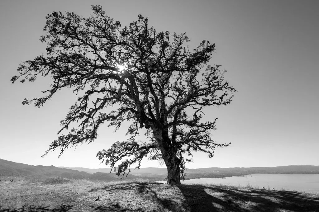 A lone California oak tree in Lake County, California