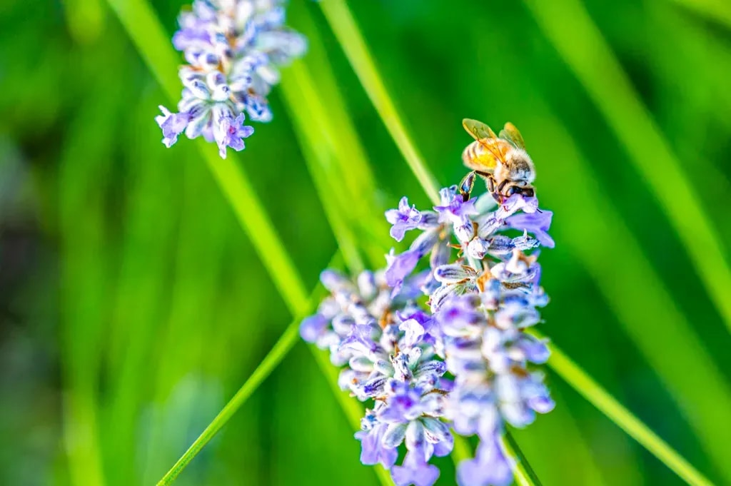 A honey bee among fragrant lavender blooms in Napa Valley, California