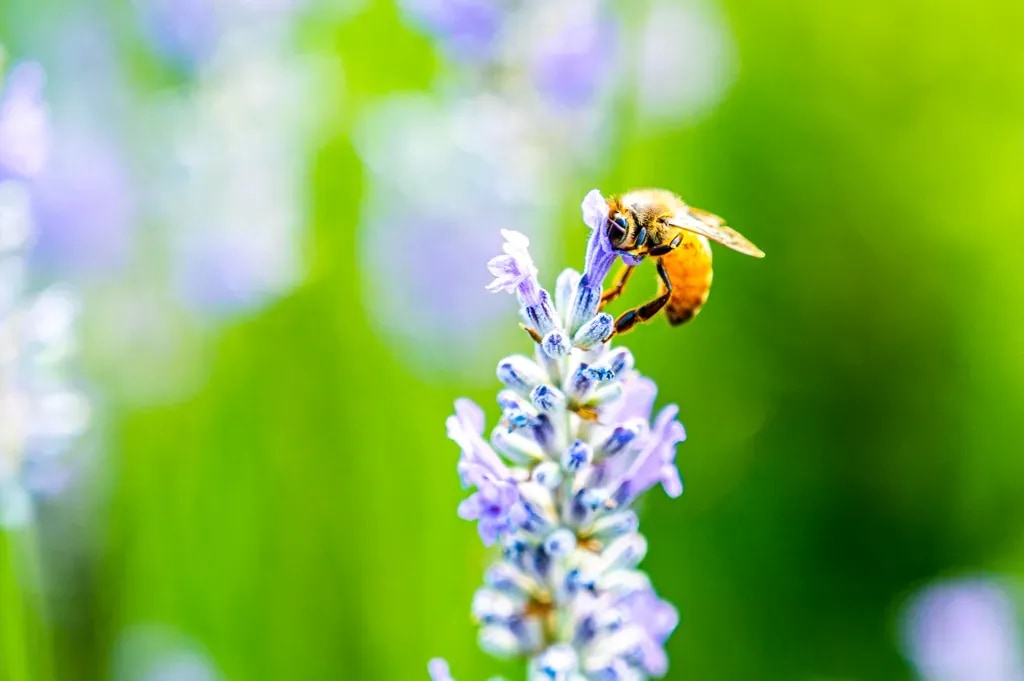 A honey bee feeding on purple lavender blooms in Napa Valley, California