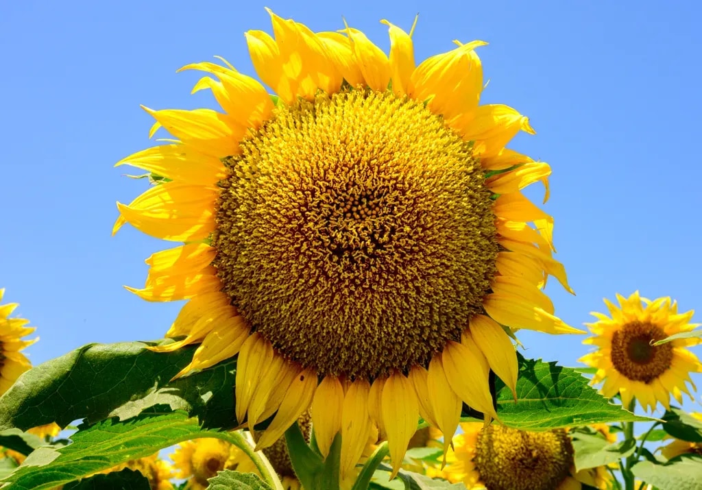 A single sunflower in sharp detail against a field of sunflowers, Woodland, California